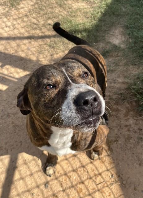 POPPA, Adoptable, Adult Male Pit Bull Terrier.