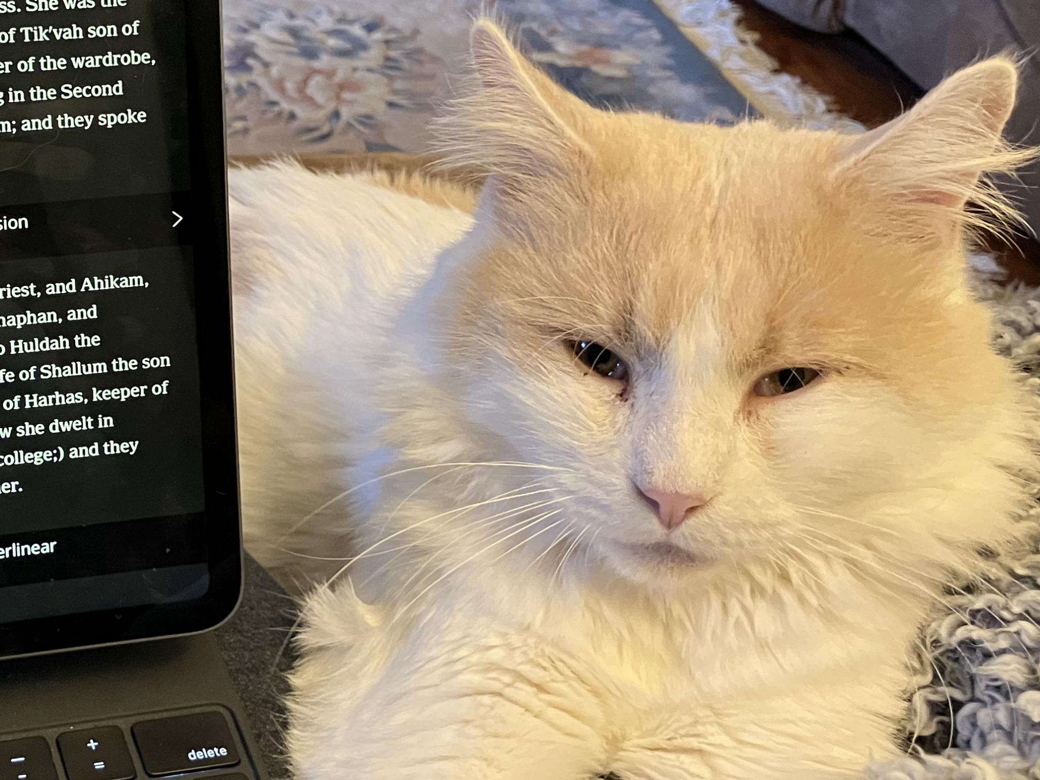 Harry, a Adoptable Domestic Medium Hair in Dover, TN image 1/2