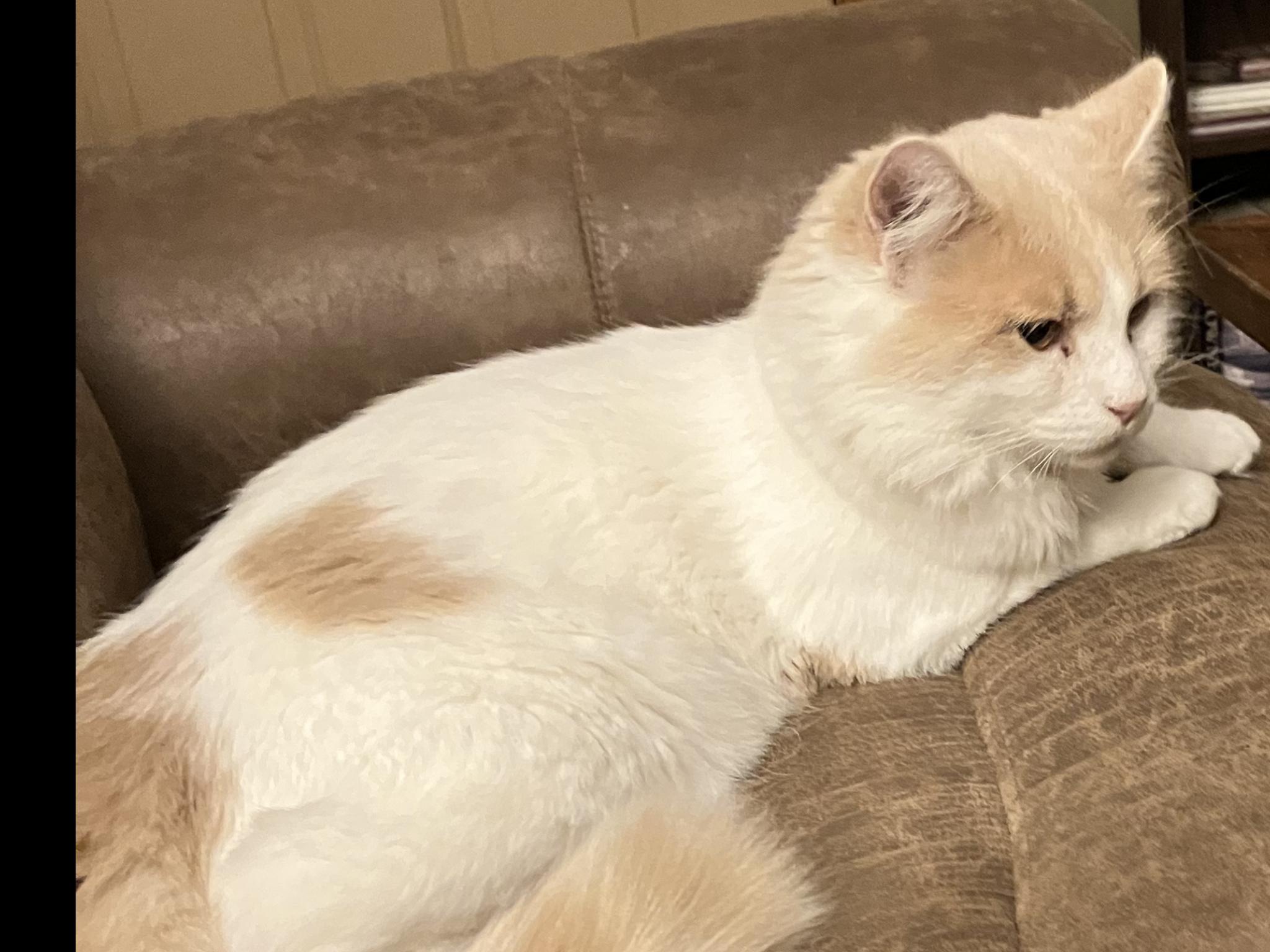 Harry, Adoptable, Adult Male Domestic Medium Hair.