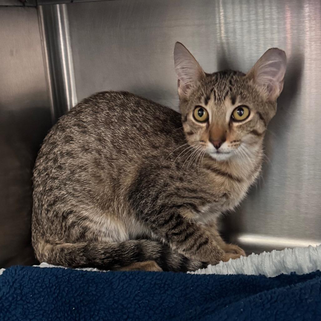Mahi 29886, Adoptable, Kitten Male Domestic Short Hair & Bengal.