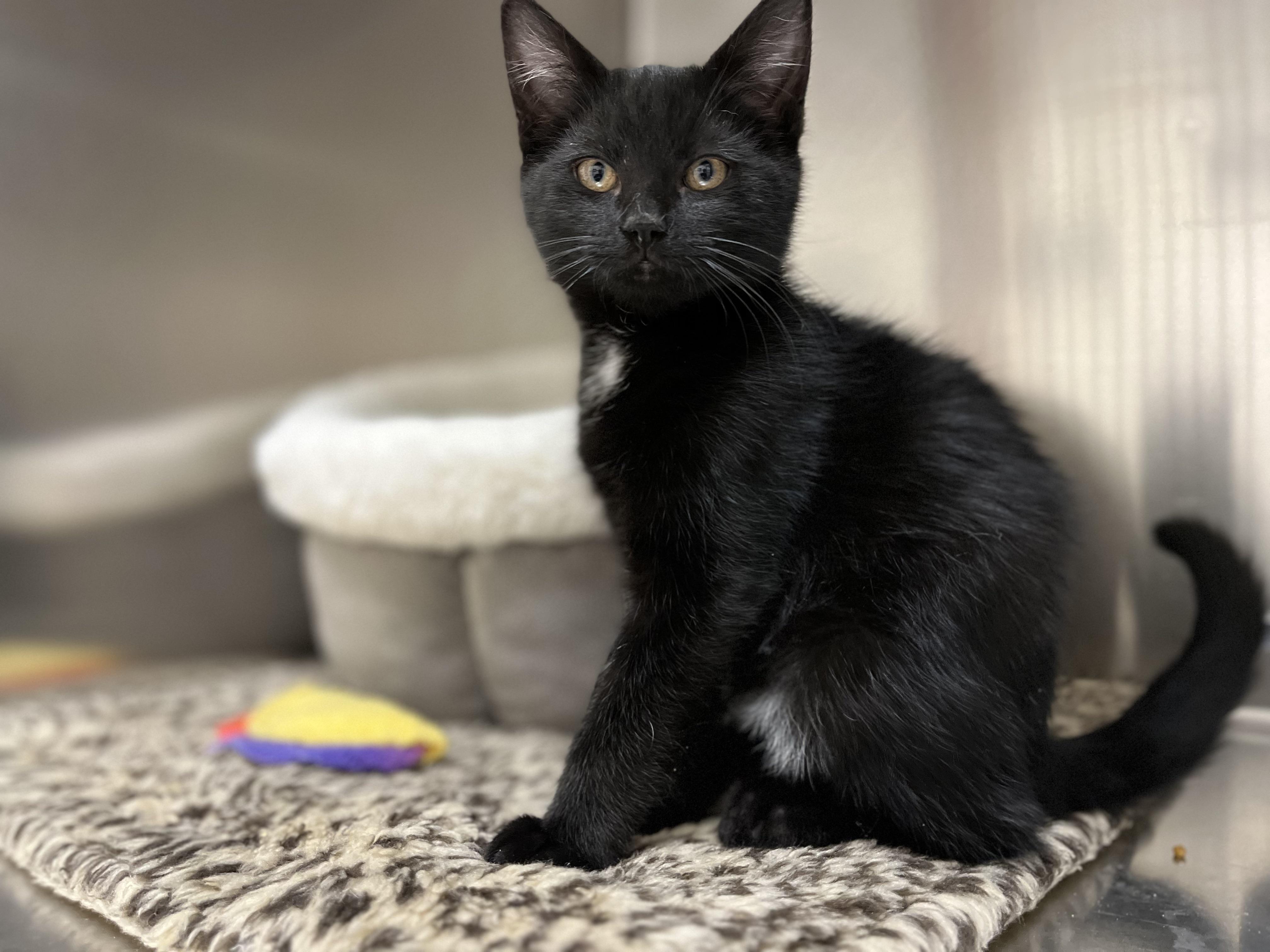 Jackel, Adoptable, Kitten Male Domestic Short Hair.