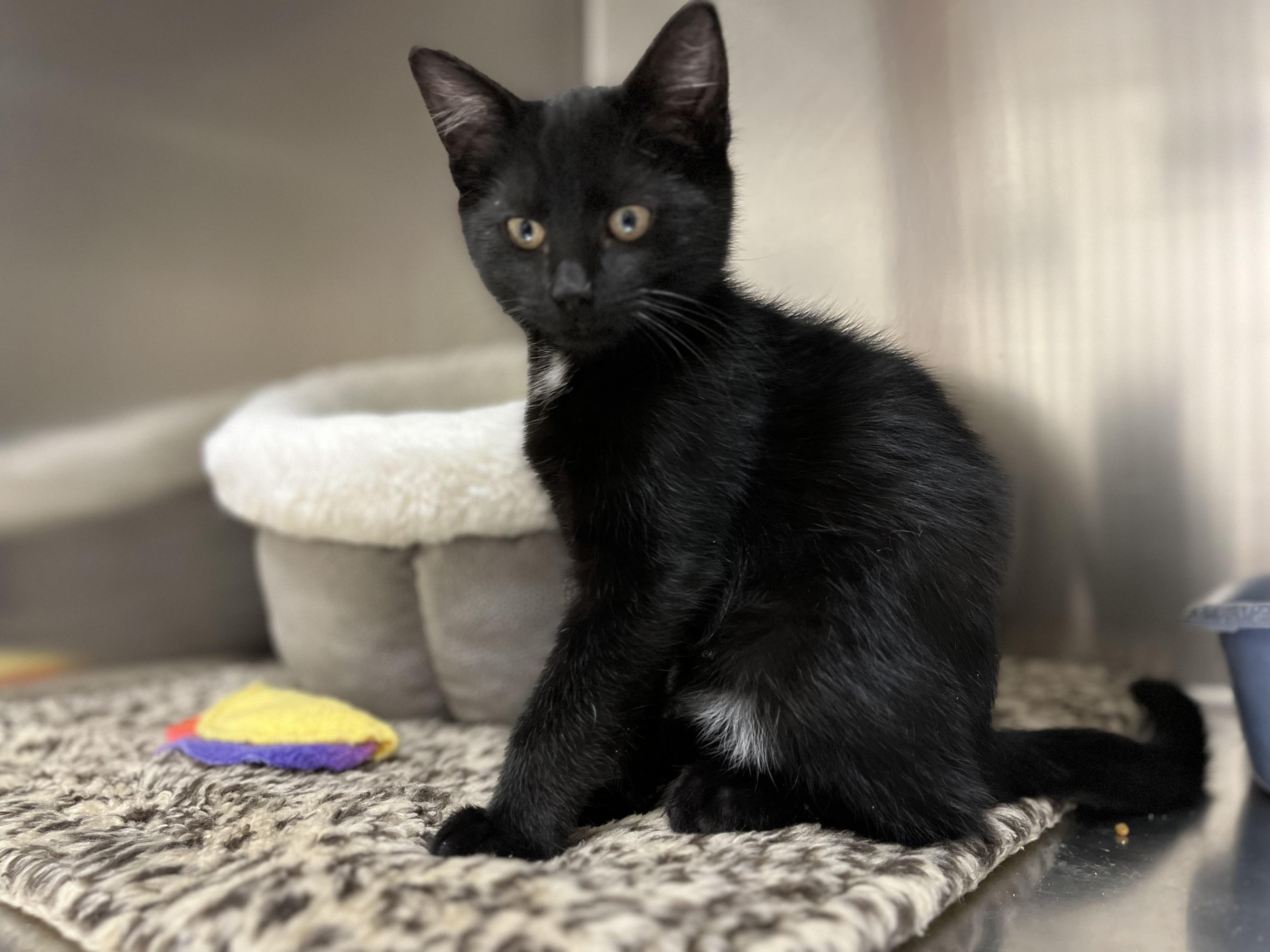 Enlarge Jackel, a Adoptable Domestic Short Hair in Greenwich, CT image 2/2