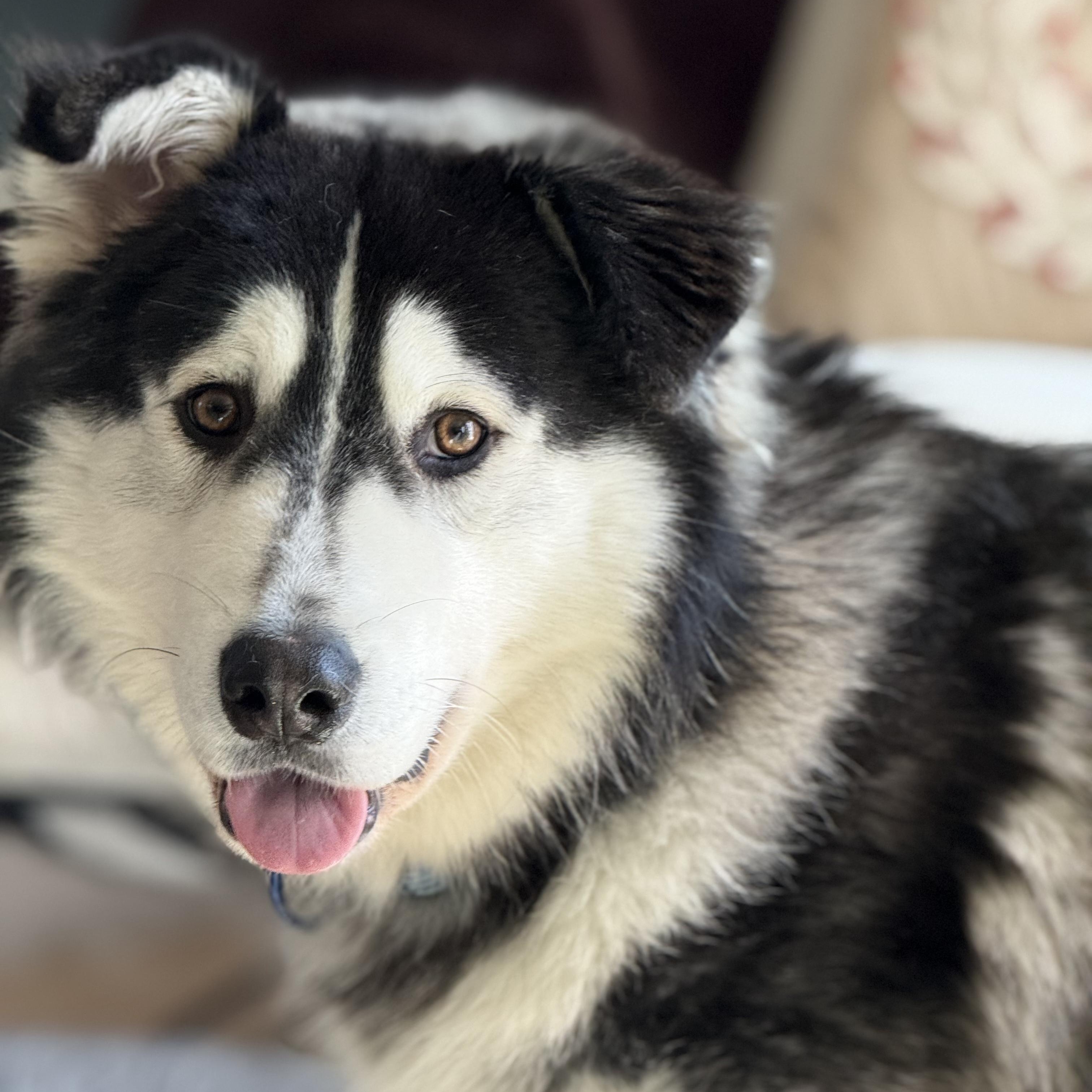 Enlarge Kevin, a ADOPTABLE mixed breed in Los Angeles, CA image 2/6