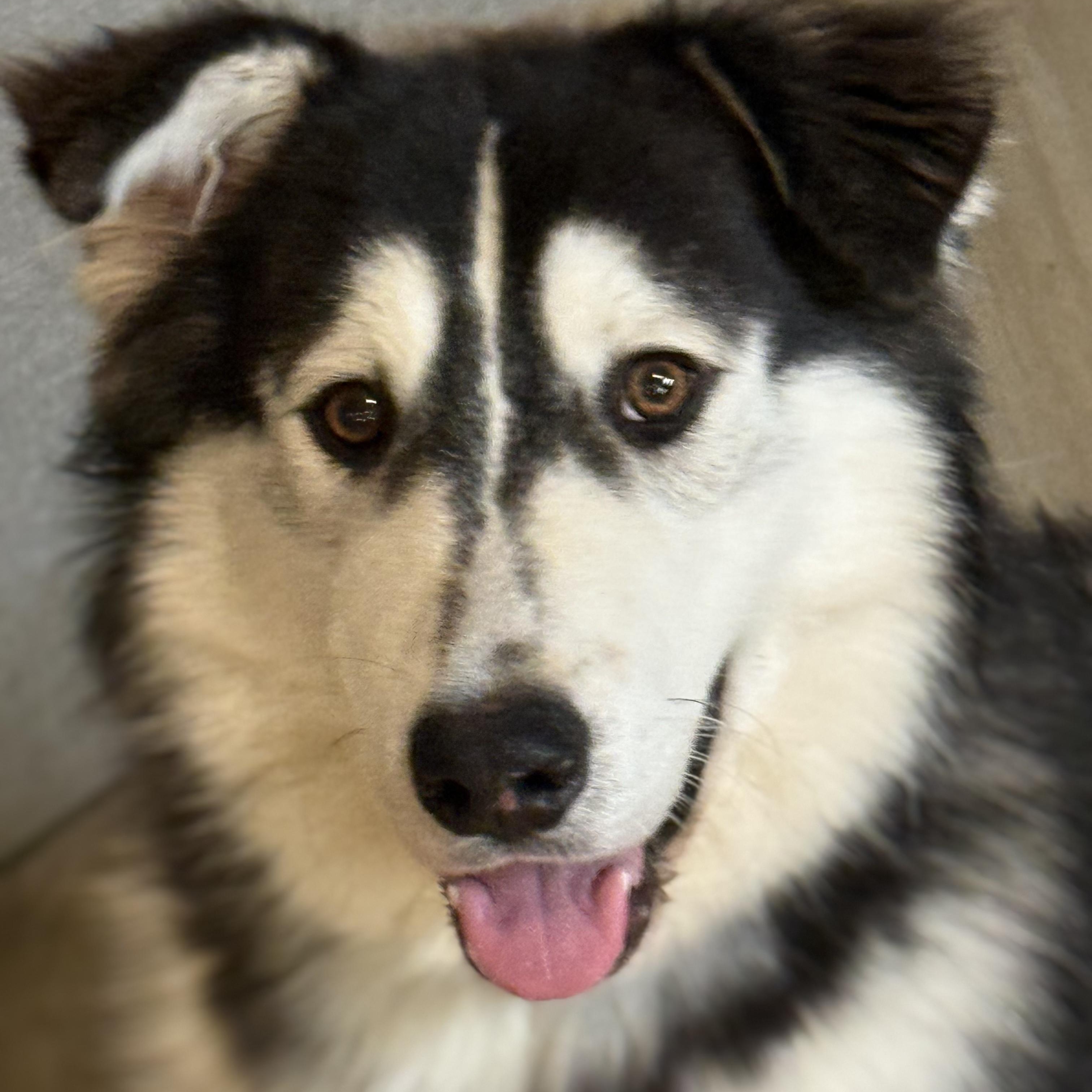 Enlarge Kevin, a ADOPTABLE mixed breed in Los Angeles, CA image 1/6