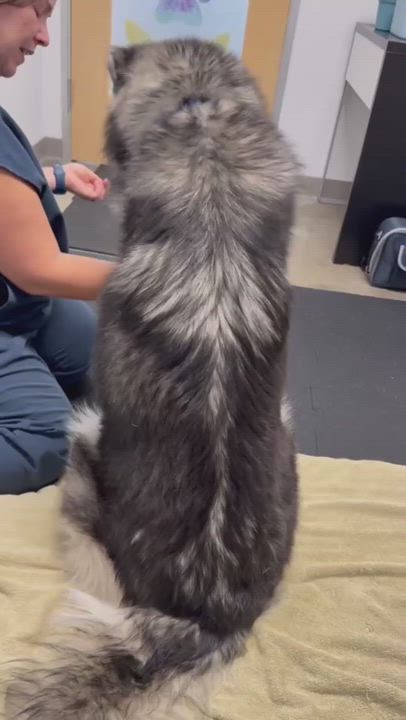 Enlarge Kevin, a ADOPTABLE mixed breed in Los Angeles, CA video 5/6