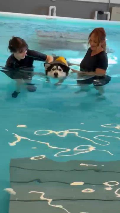 Enlarge Kevin, a ADOPTABLE mixed breed in Los Angeles, CA video 6/6