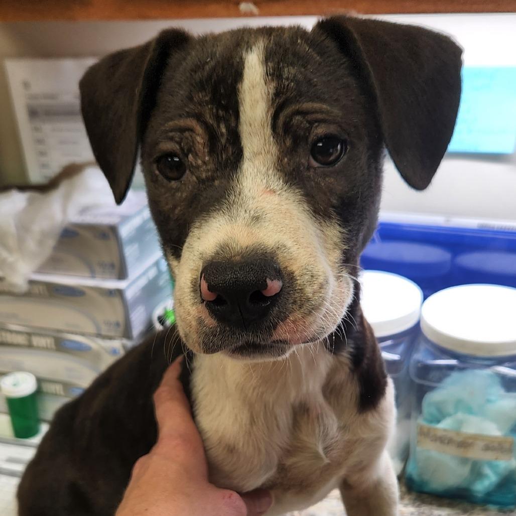 Enlarge Dusty - 102303T, a Adoptable mixed breed in Tupelo, MS image 1/1