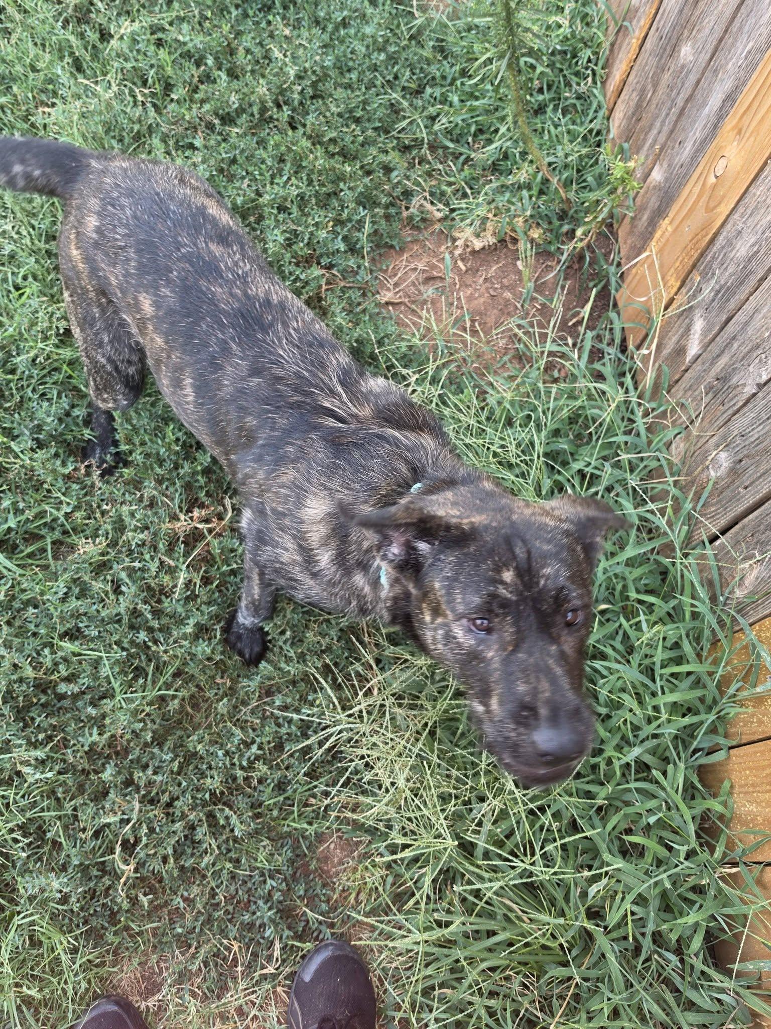 Mercy, adopted, Adult Female Mastiff.