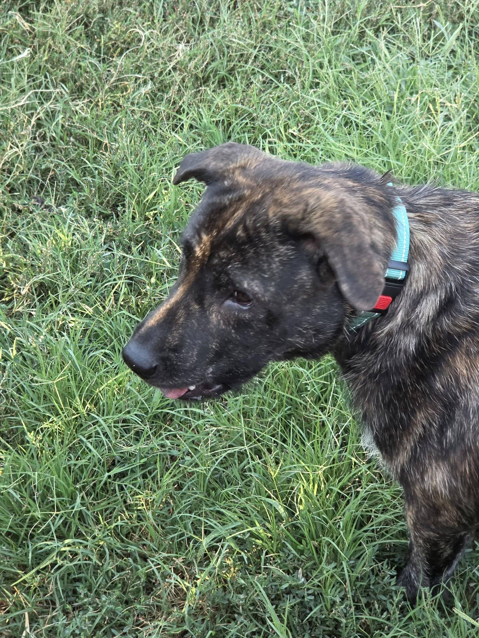 Mercy, an adopted mixed breed in Oklahoma City, OK image 2/3