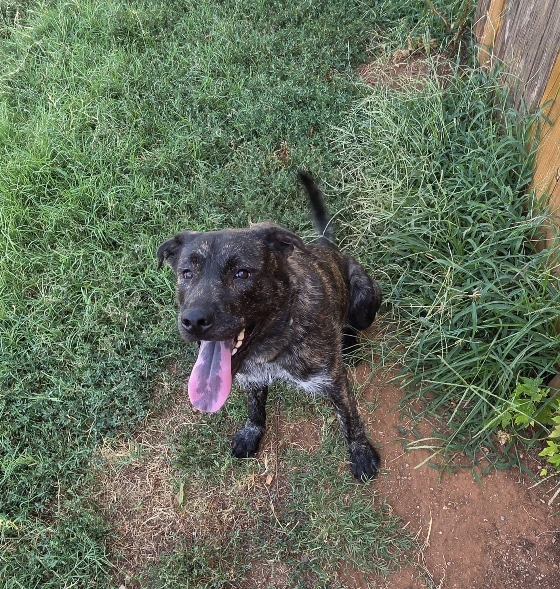 Mercy, an adopted mixed breed in Oklahoma City, OK image 3/3