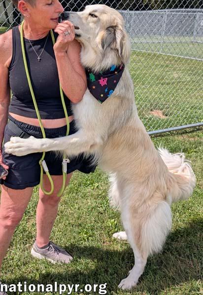 Enlarge Frosty in OH - Gives Great Big Hugs, a Adoptable mixed breed in Springfield, OH image 3/4