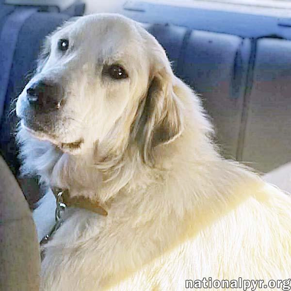 Frosty in OH - Gives Great Big Hugs, a ADOPTABLE mixed breed in Springfield, OH image 1/3
