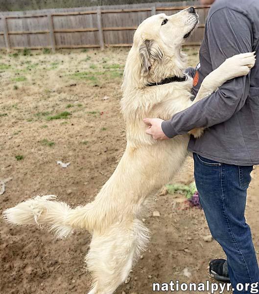 Frosty in OH - Gives Great Big Hugs, a ADOPTABLE mixed breed in Springfield, OH image 2/3