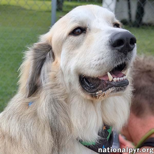 Frosty in OH - Gives Great Big Hugs, Adoptable, Young Female Great Pyrenees.