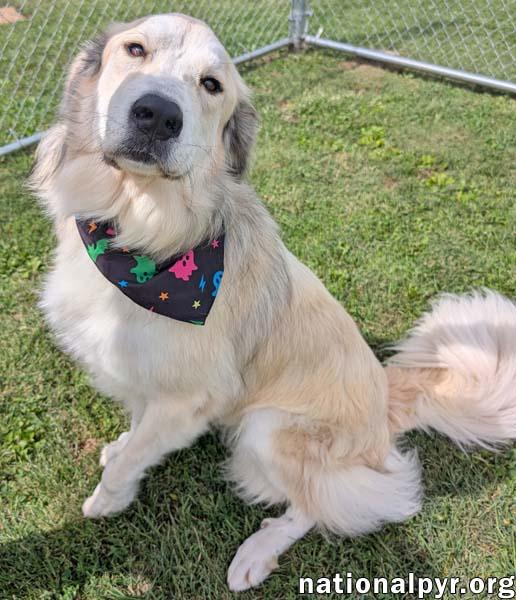 Enlarge Frosty in OH - Gives Great Big Hugs, a Adoptable mixed breed in Springfield, OH image 2/4