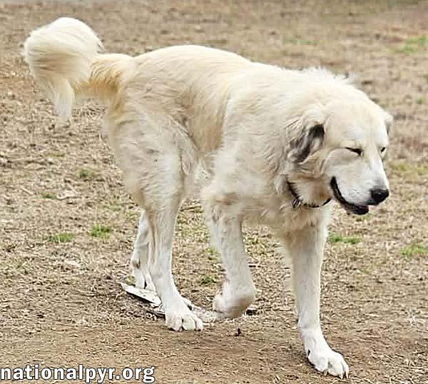 Frosty in OH - Gives Great Big Hugs, a ADOPTABLE mixed breed in Springfield, OH image 3/3