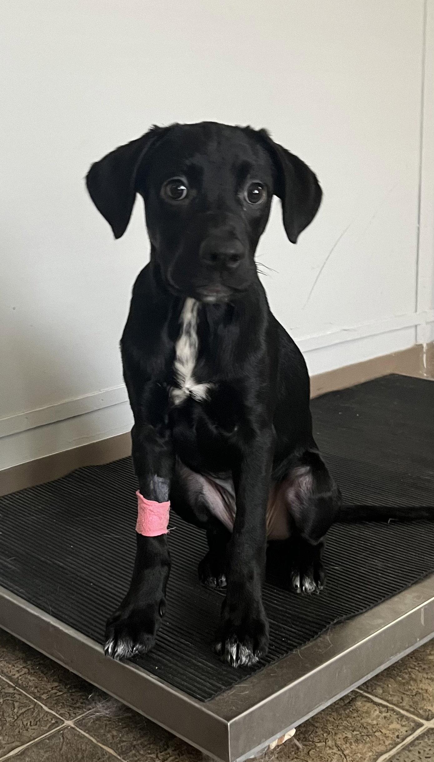 Macym, Adoptable, Young Female Labrador Retriever.