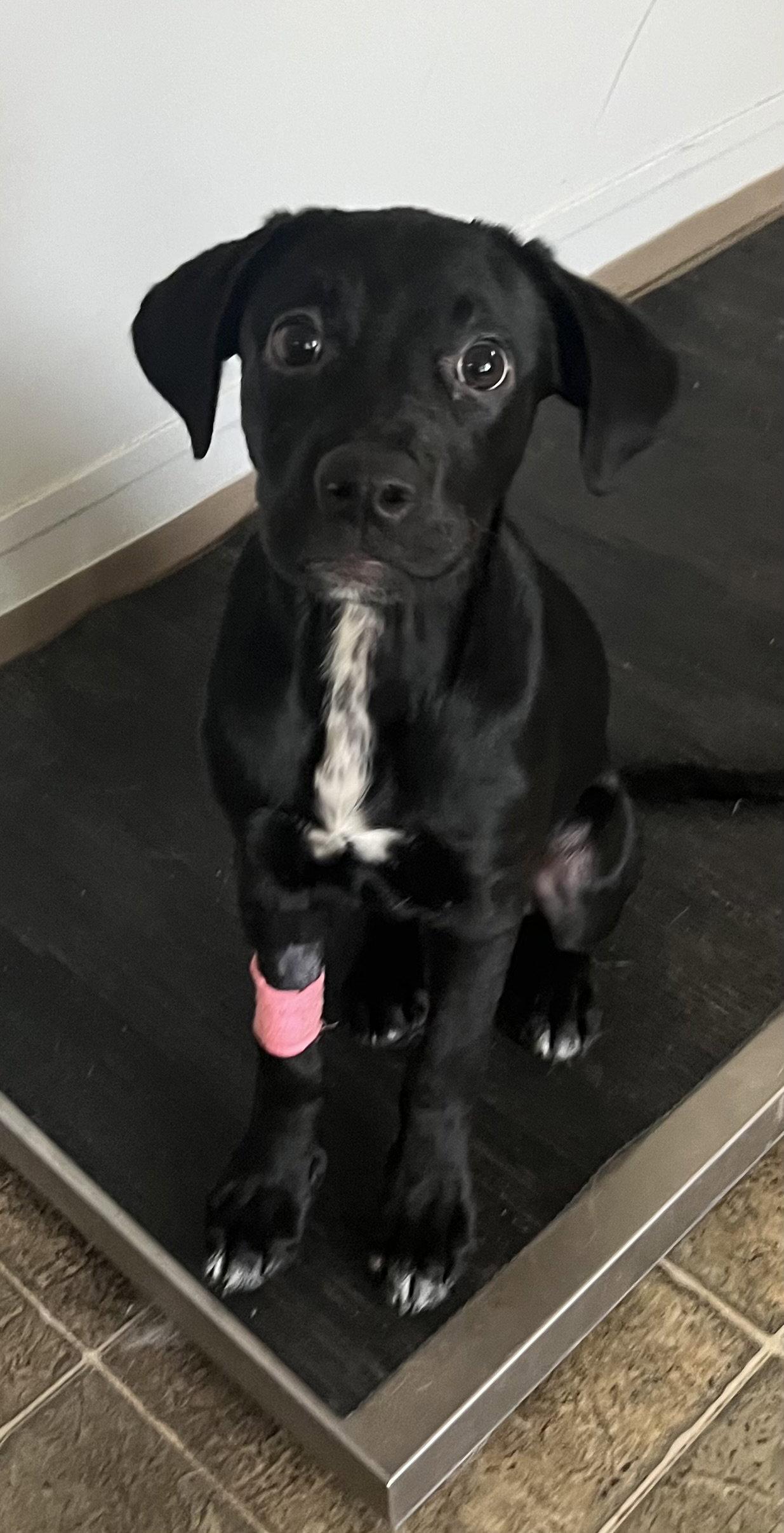 Macym, a Adoptable Labrador Retriever in Rutledge, TN image 2/2