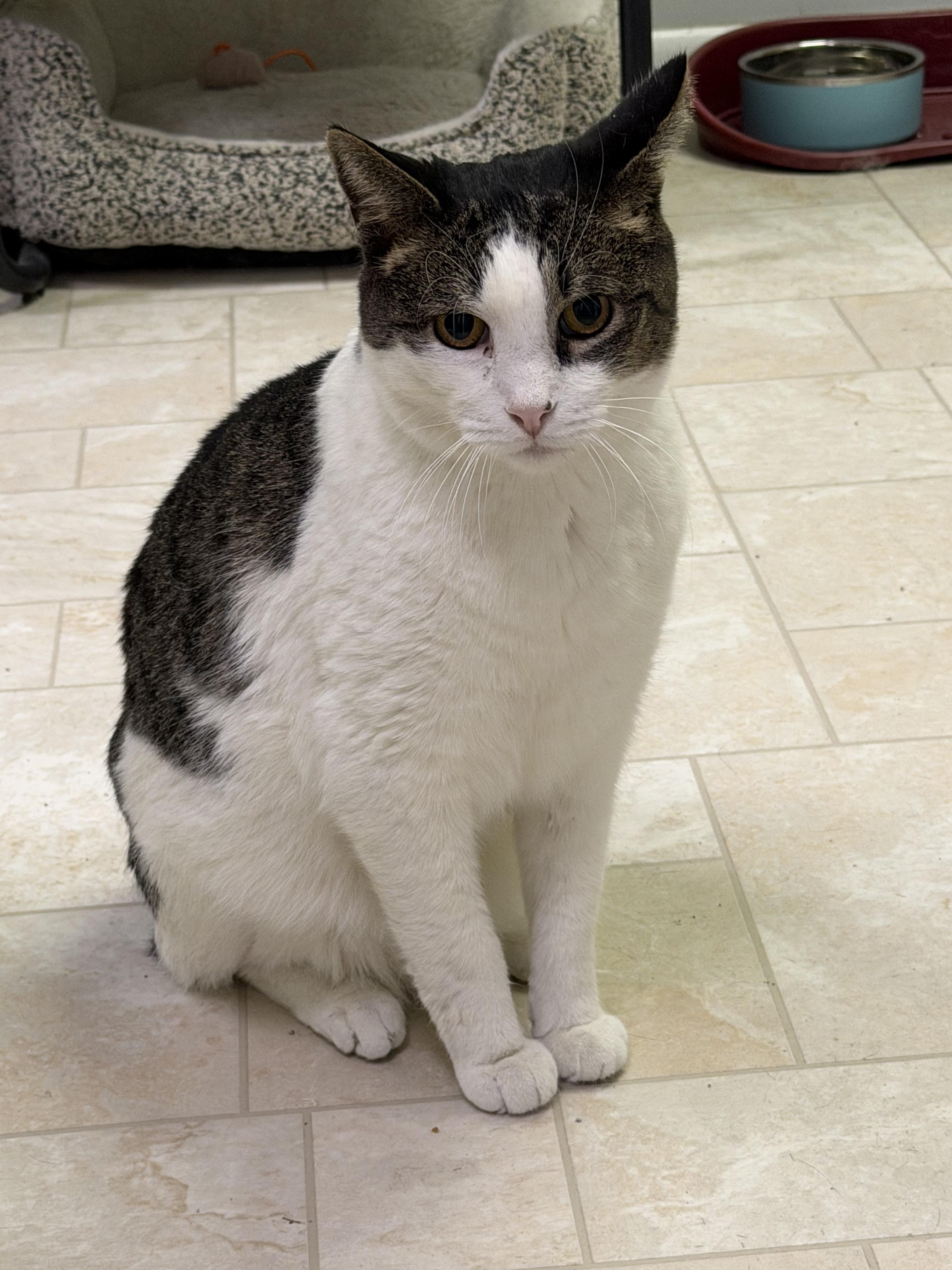 Enlarge Raymond, a ADOPTABLE Domestic Short Hair in Warminster, PA image 3/6