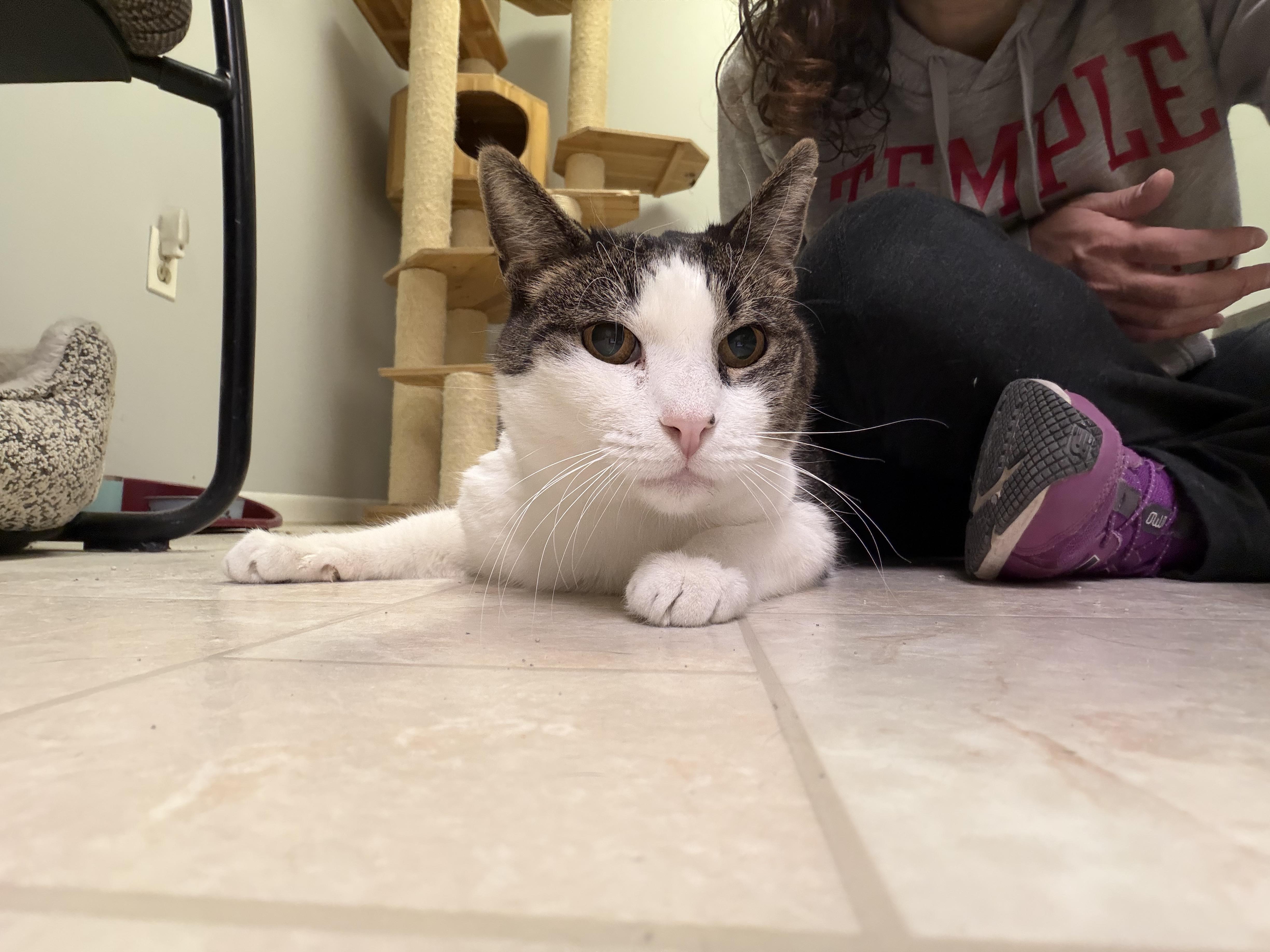 Enlarge Raymond, a ADOPTABLE Domestic Short Hair in Warminster, PA image 5/6