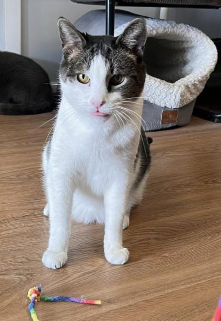 Enlarge Raymond, a ADOPTABLE Domestic Short Hair in Warminster, PA image 2/6