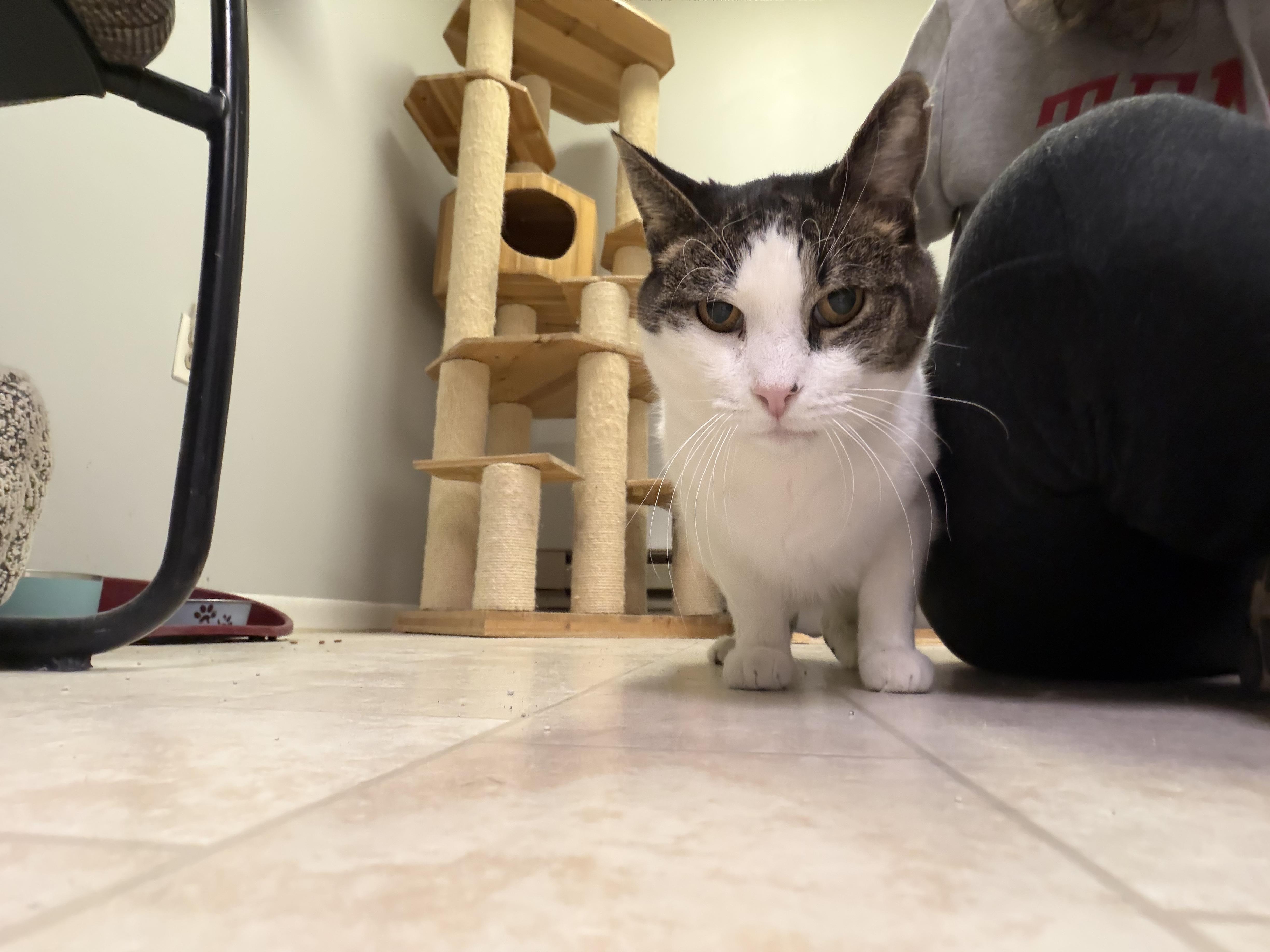 Enlarge Raymond, a ADOPTABLE Domestic Short Hair in Warminster, PA image 4/6