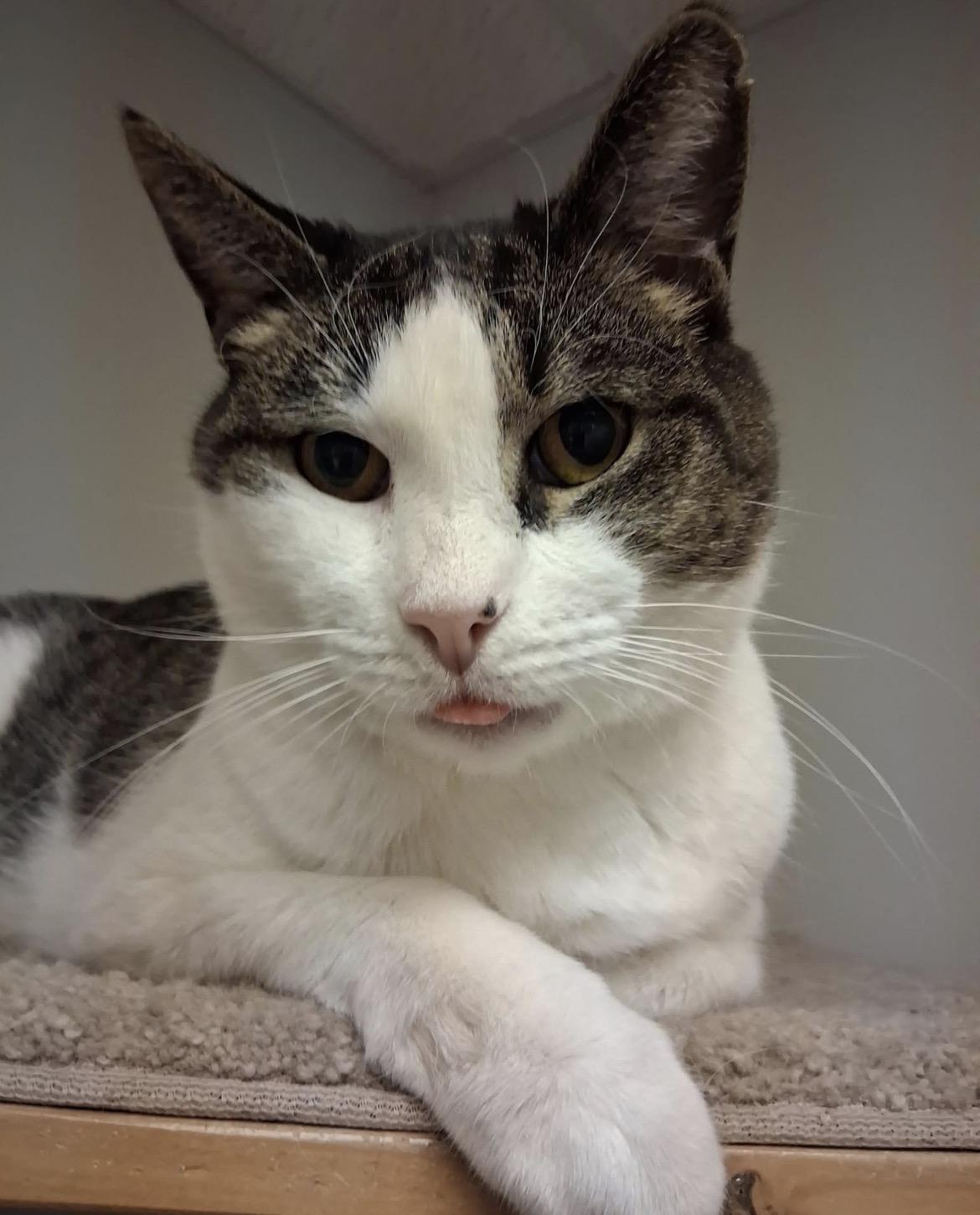 Raymond, ADOPTABLE, Adult Male Domestic Short Hair.