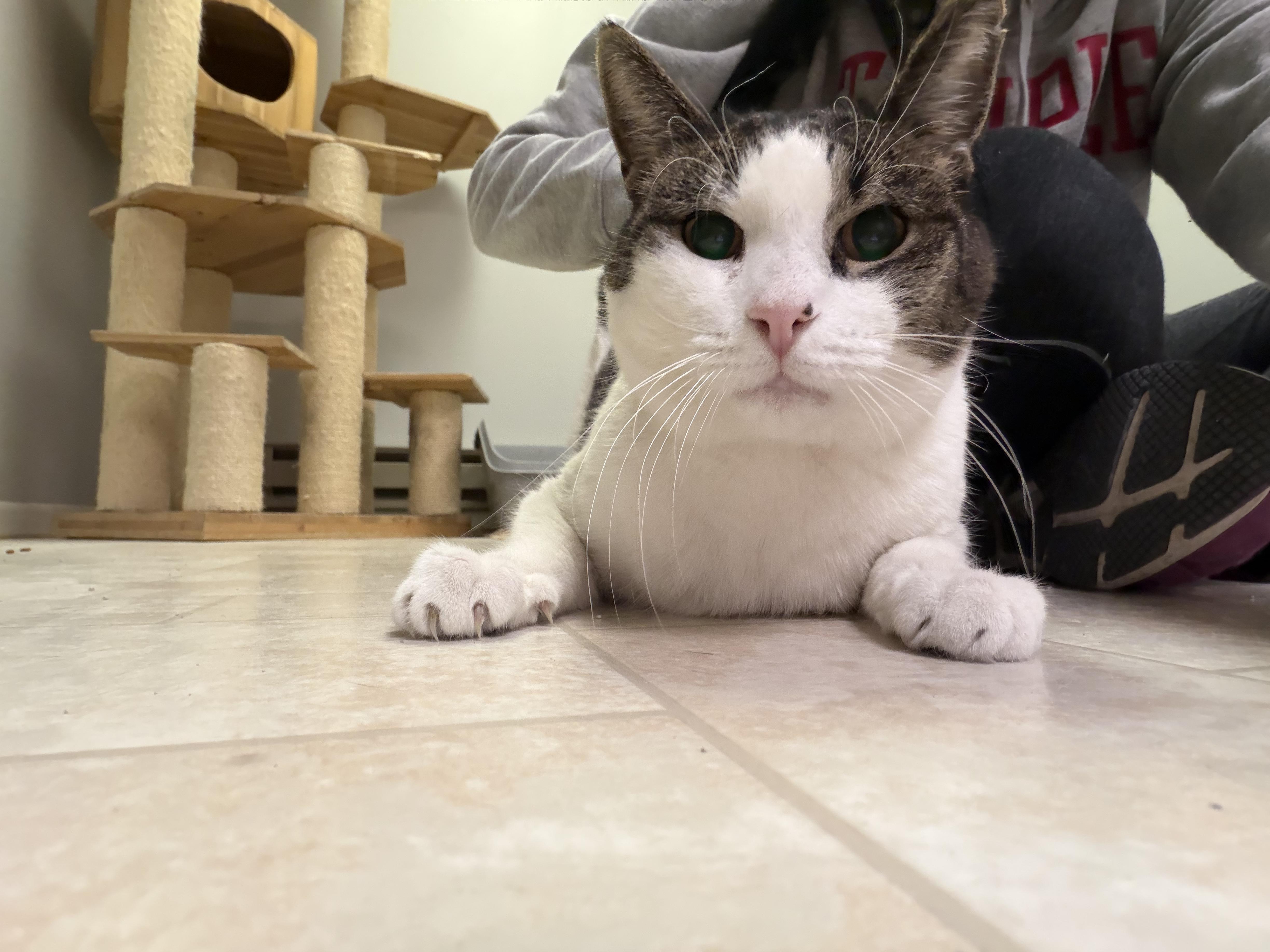 Enlarge Raymond, a ADOPTABLE Domestic Short Hair in Warminster, PA image 6/6