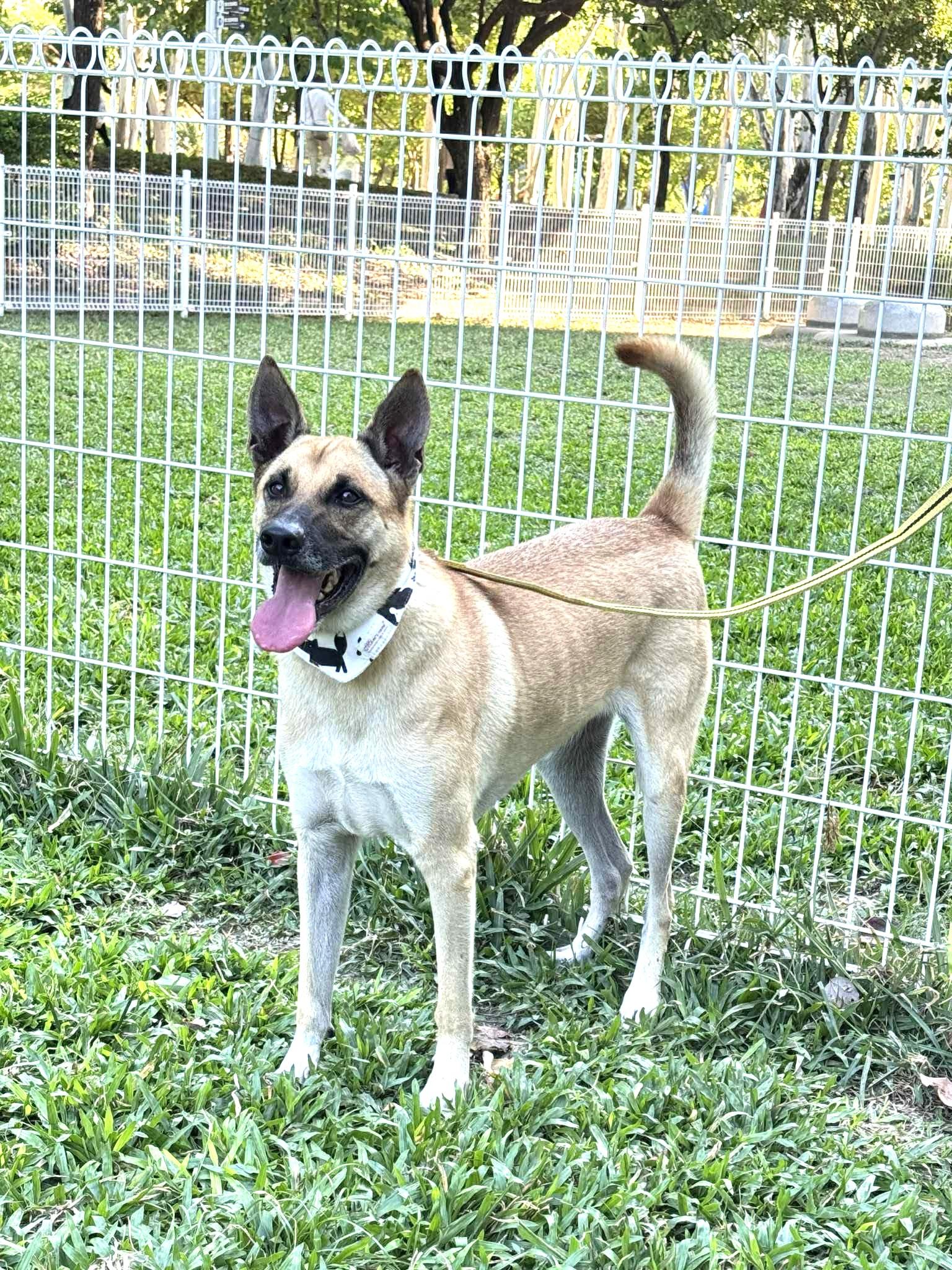 Chappy, a ADOPTABLE mixed breed in Richmond, BC image 6/6