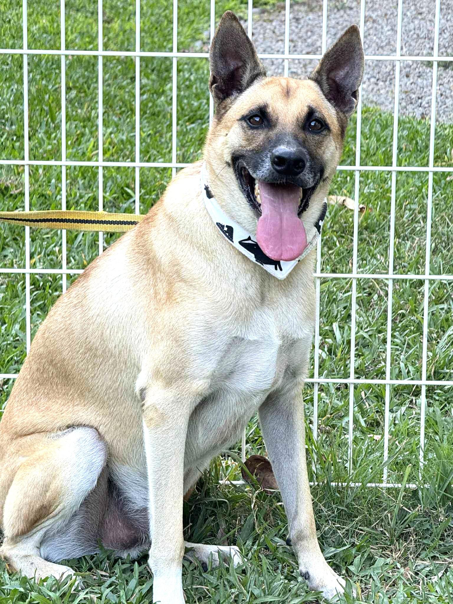 Chappy, a ADOPTABLE mixed breed in Richmond, BC image 2/6