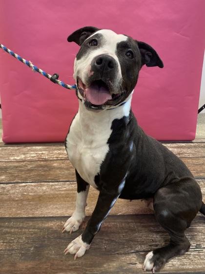 Enlarge Onyx, a Adoptable mixed breed in Mount Holly, NJ image 1/2