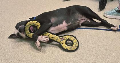 Enlarge Onyx, a Adoptable mixed breed in Mount Holly, NJ image 2/2