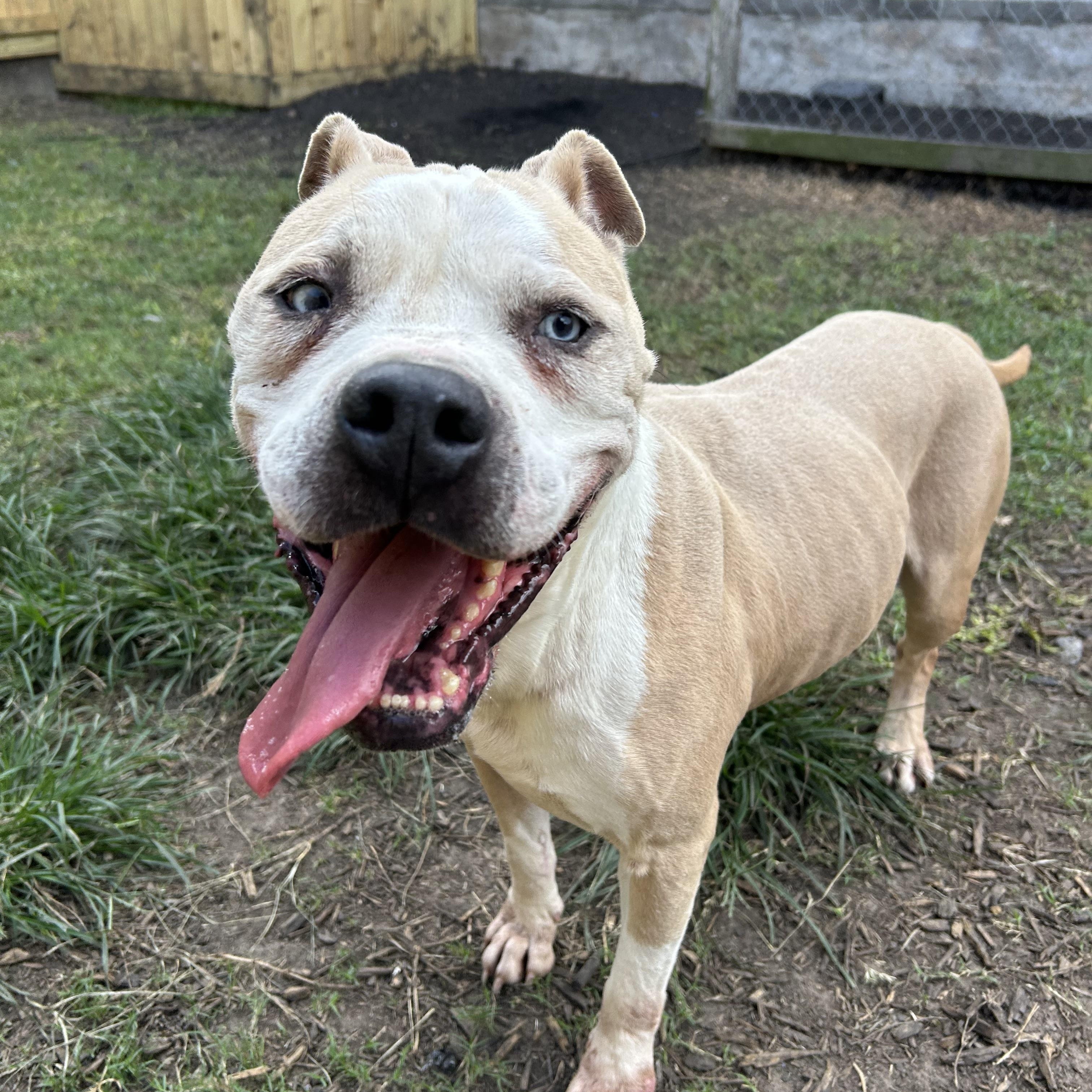 Hobbes, a Adoptable mixed breed in Leesburg, VA image 4/6