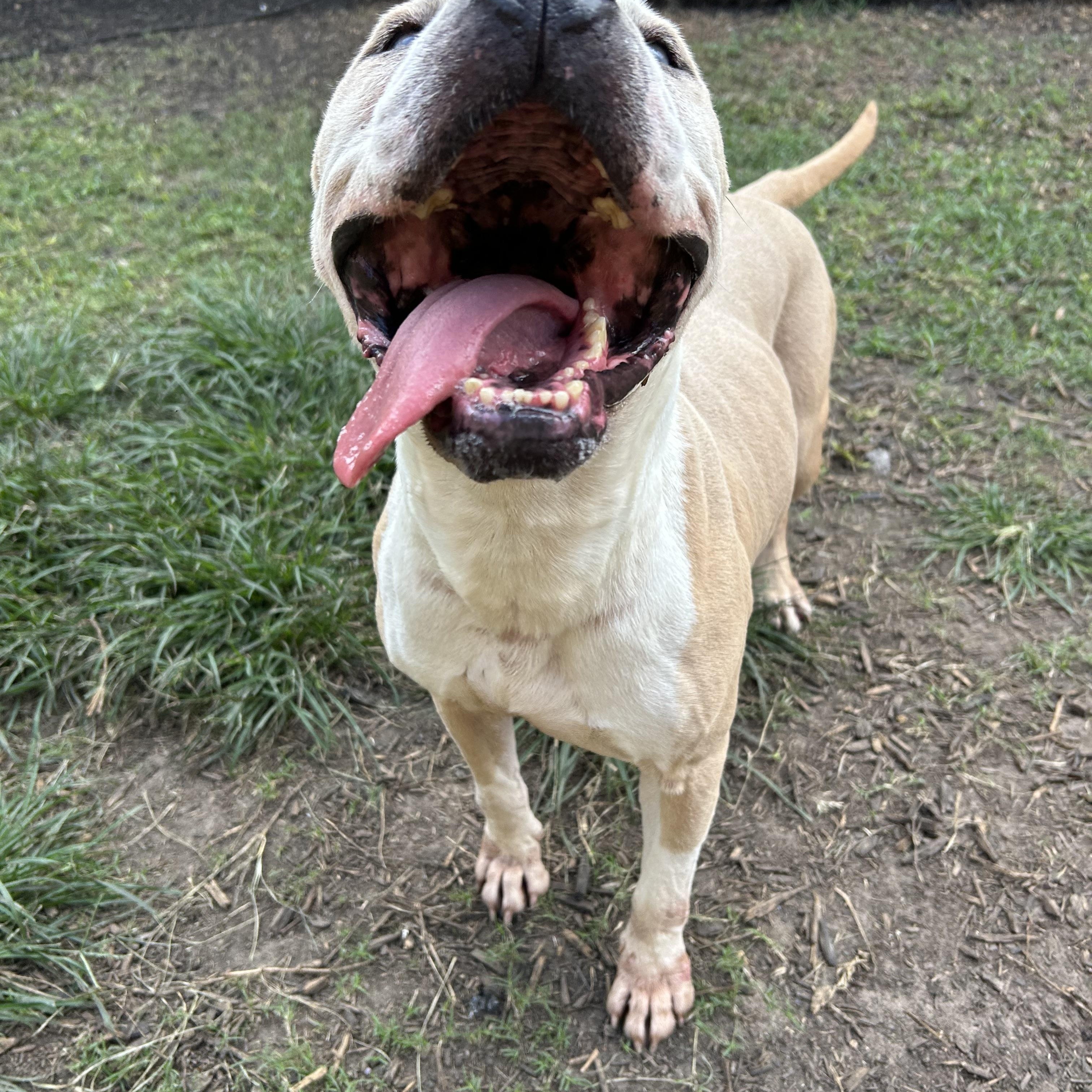 Hobbes, a Adoptable mixed breed in Leesburg, VA image 5/6