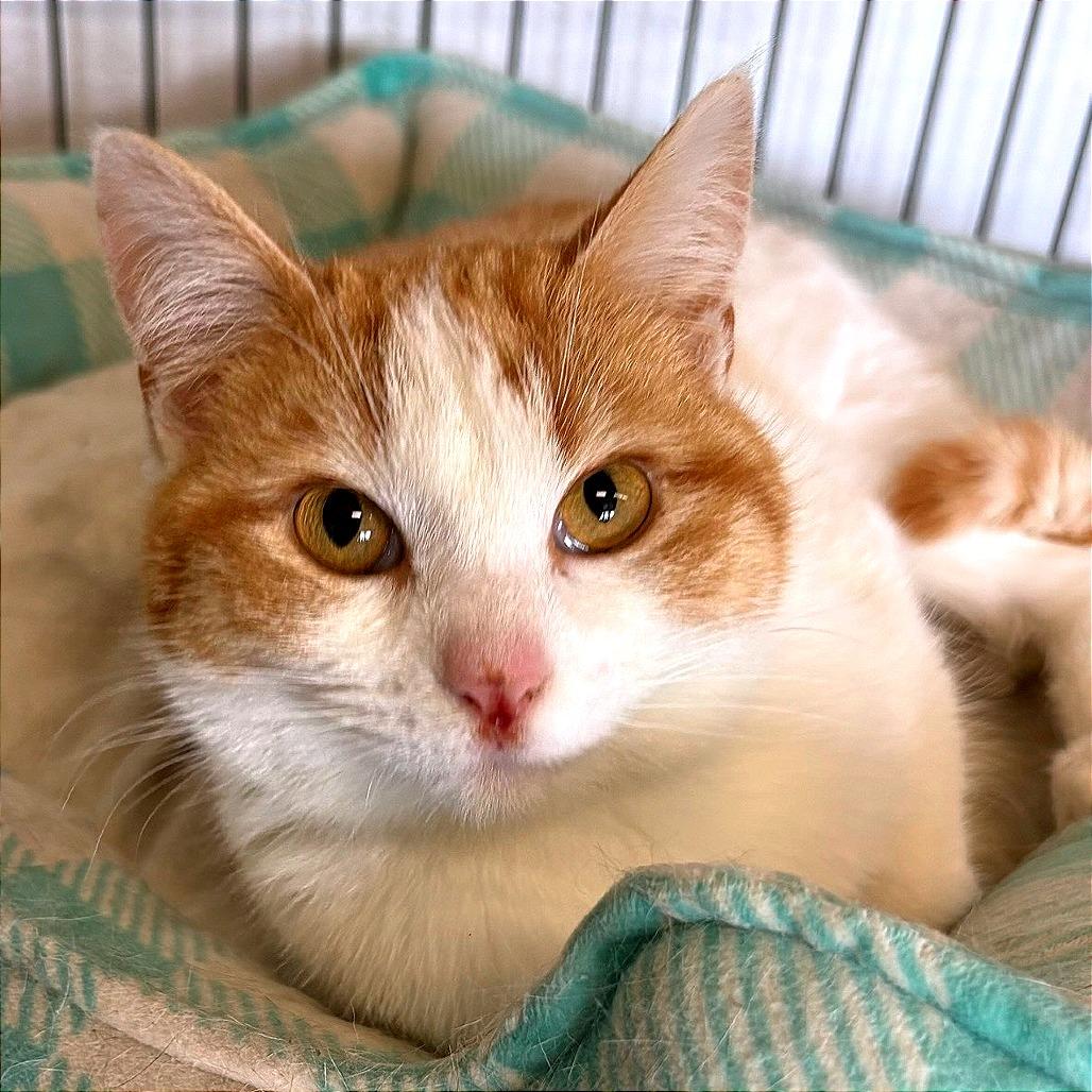 Enlarge Maeve, a Adoptable Domestic Short Hair in Warrensburg, MO image 2/2