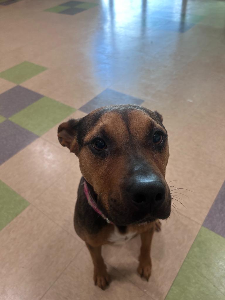 Connie, Adoptable, Adult Female Cattle Dog & Mixed Breed.