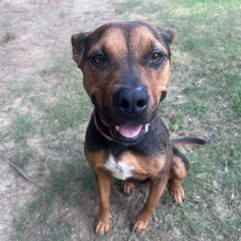 Enlarge Connie, a Adoptable mixed breed in Little Rock, AR image 2/5