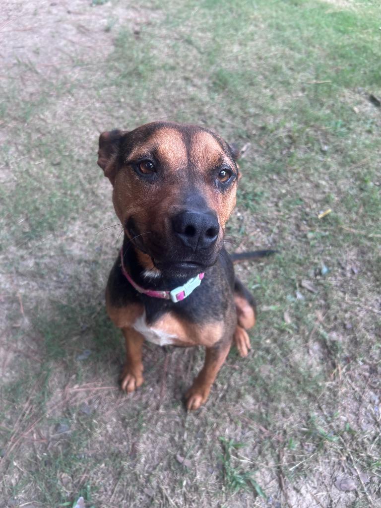Enlarge Connie, a Adoptable mixed breed in Little Rock, AR image 4/5