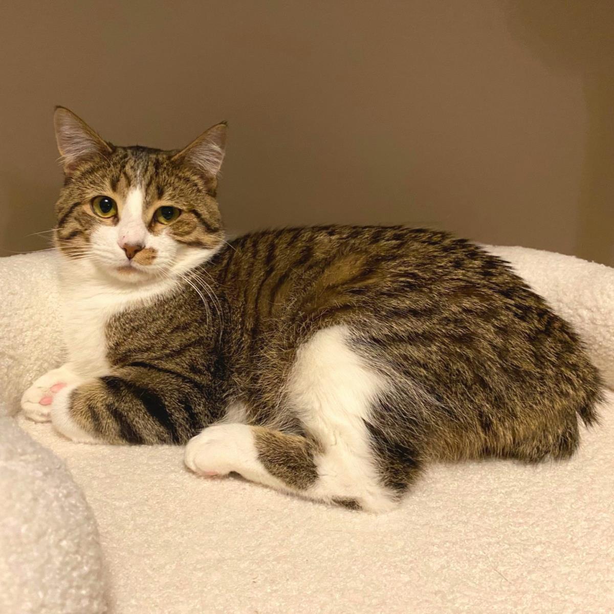 Enlarge Simba (See Profile For Location), a Adoptable mixed breed in Plover, WI image 1/1