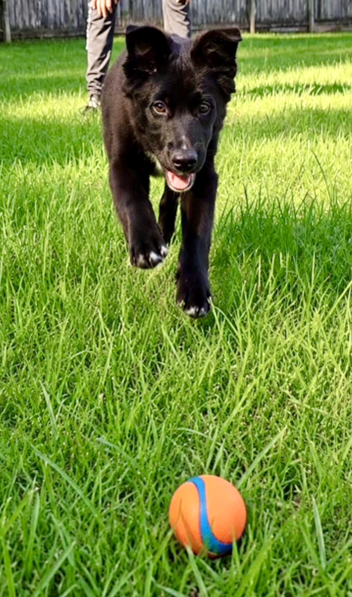 Cerberus, a Adoptable German Shepherd Dog in Covington, LA image 2/6