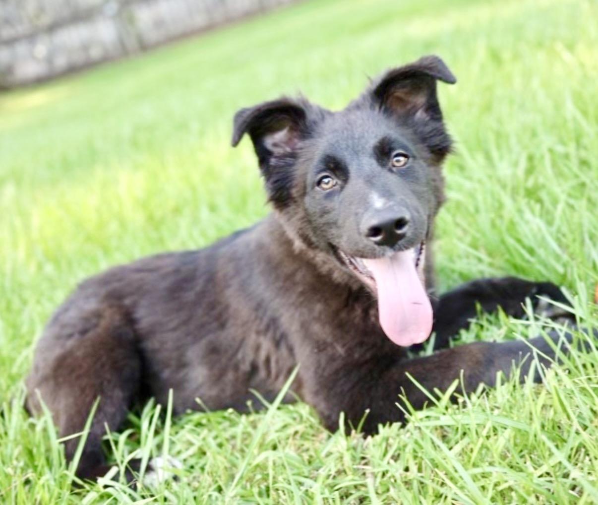 Cerberus, a Adoptable German Shepherd Dog in Covington, LA image 6/6