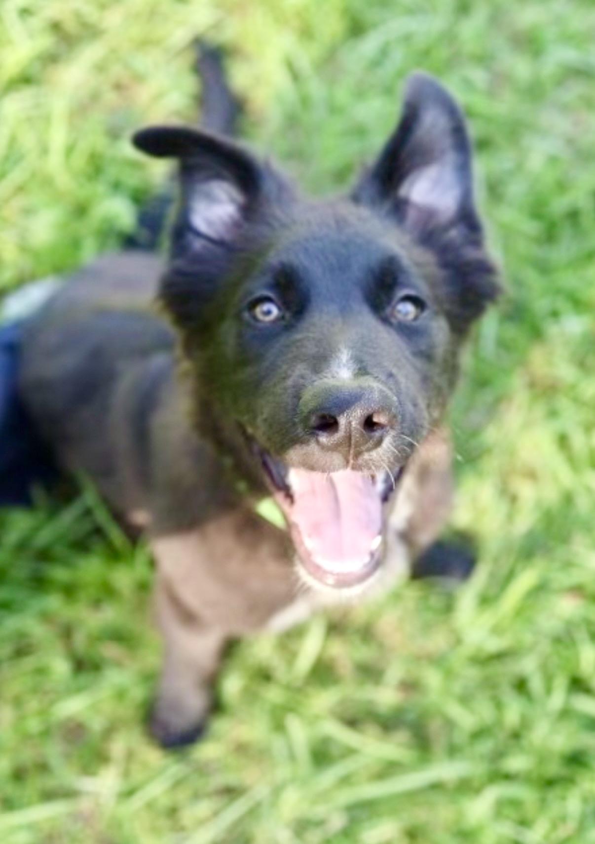 Cerberus, Adoptable, Puppy Male German Shepherd Dog.