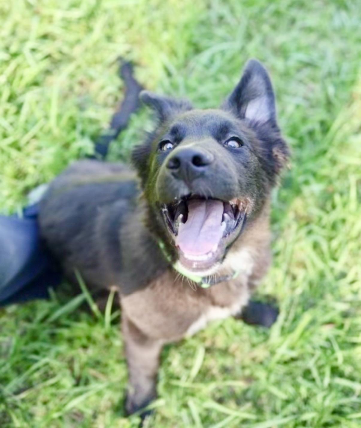 Cerberus, a Adoptable German Shepherd Dog in Covington, LA image 3/6