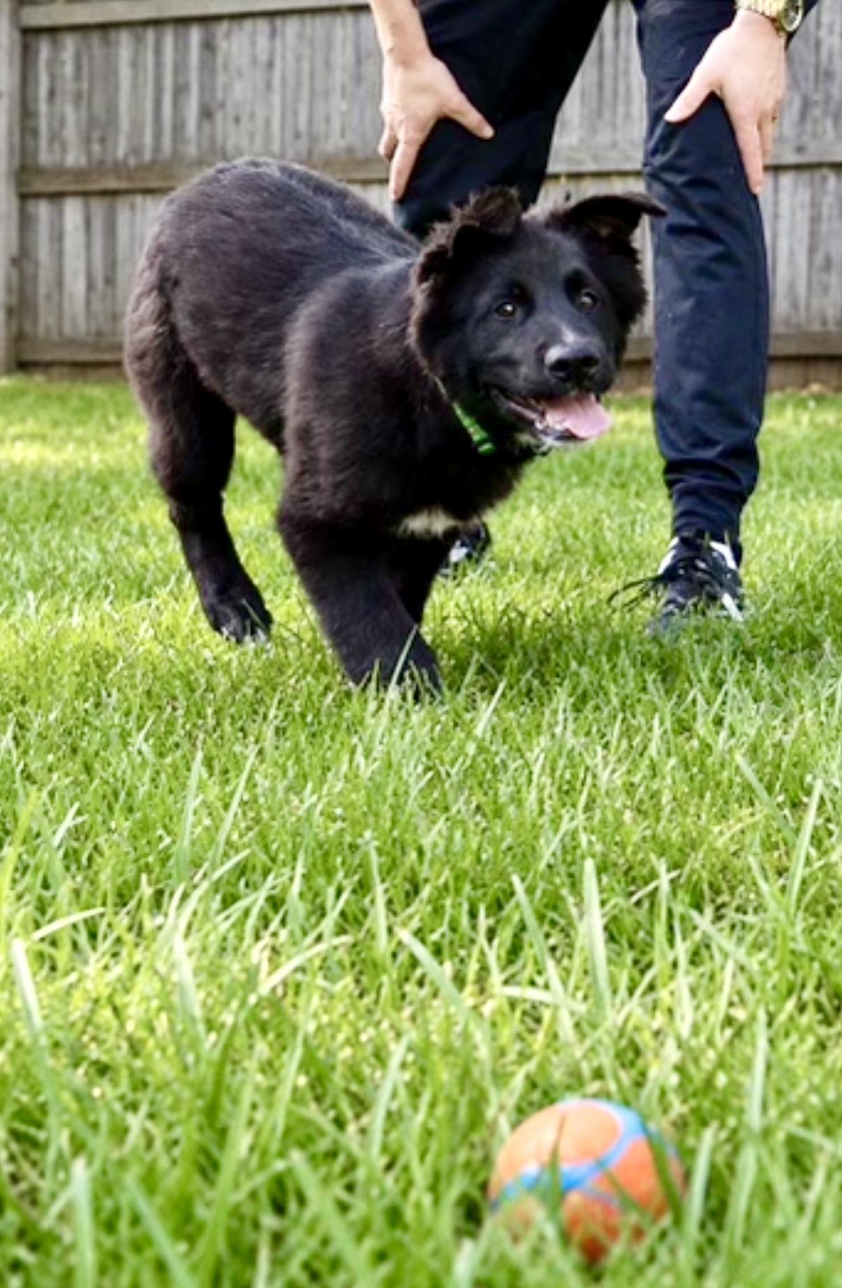 Cerberus, a Adoptable German Shepherd Dog in Covington, LA image 4/6
