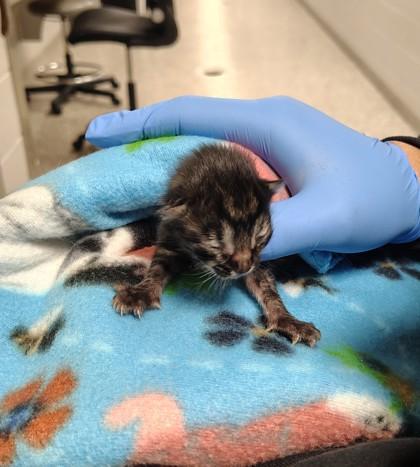 Anchovy Sprout, Adoptable, Kitten Male Domestic Short Hair & Domestic Short Hair.