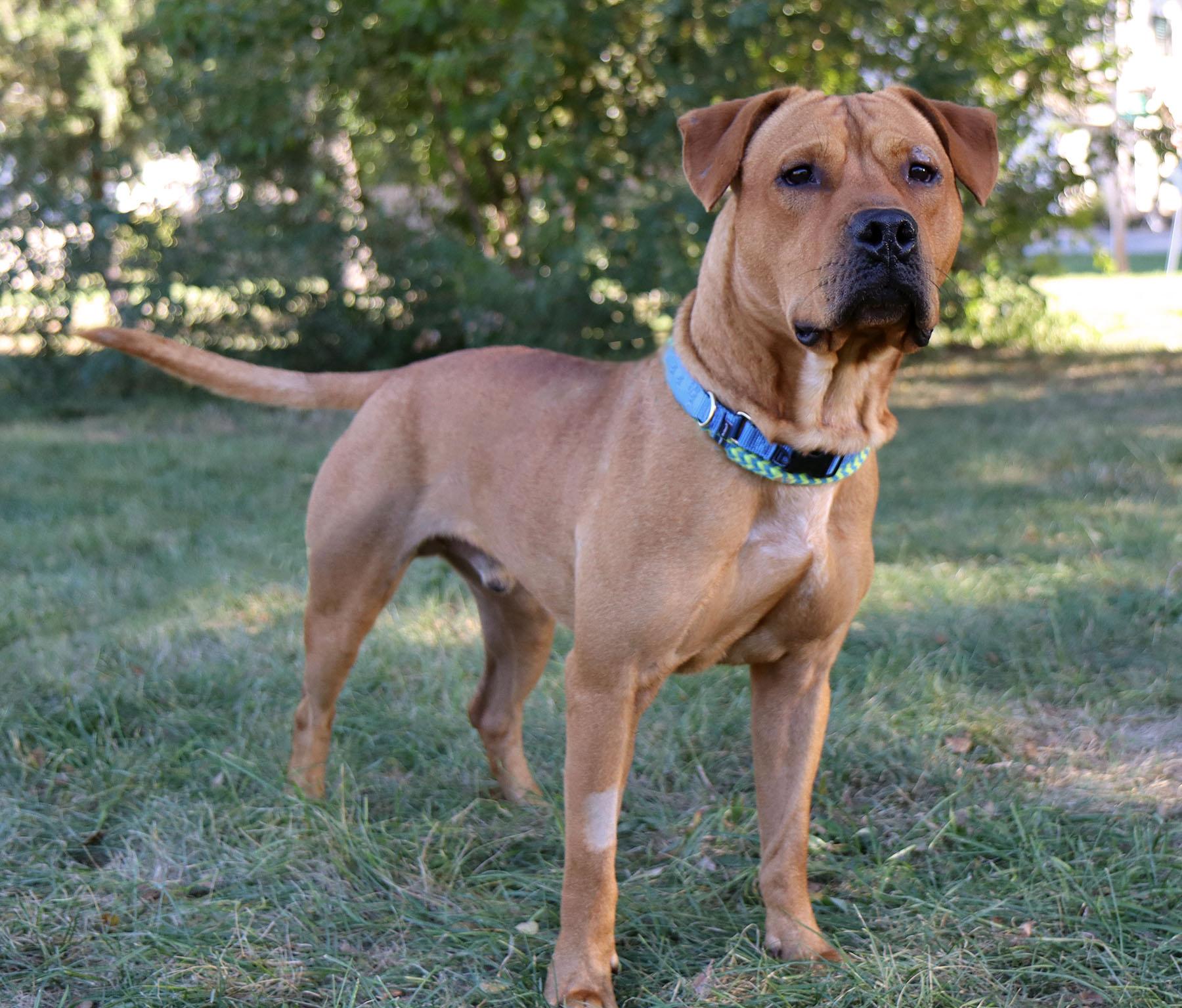 Atticus, an adoptable Bullmastiff in Kansas City, MO, 64114 | Photo Image 2