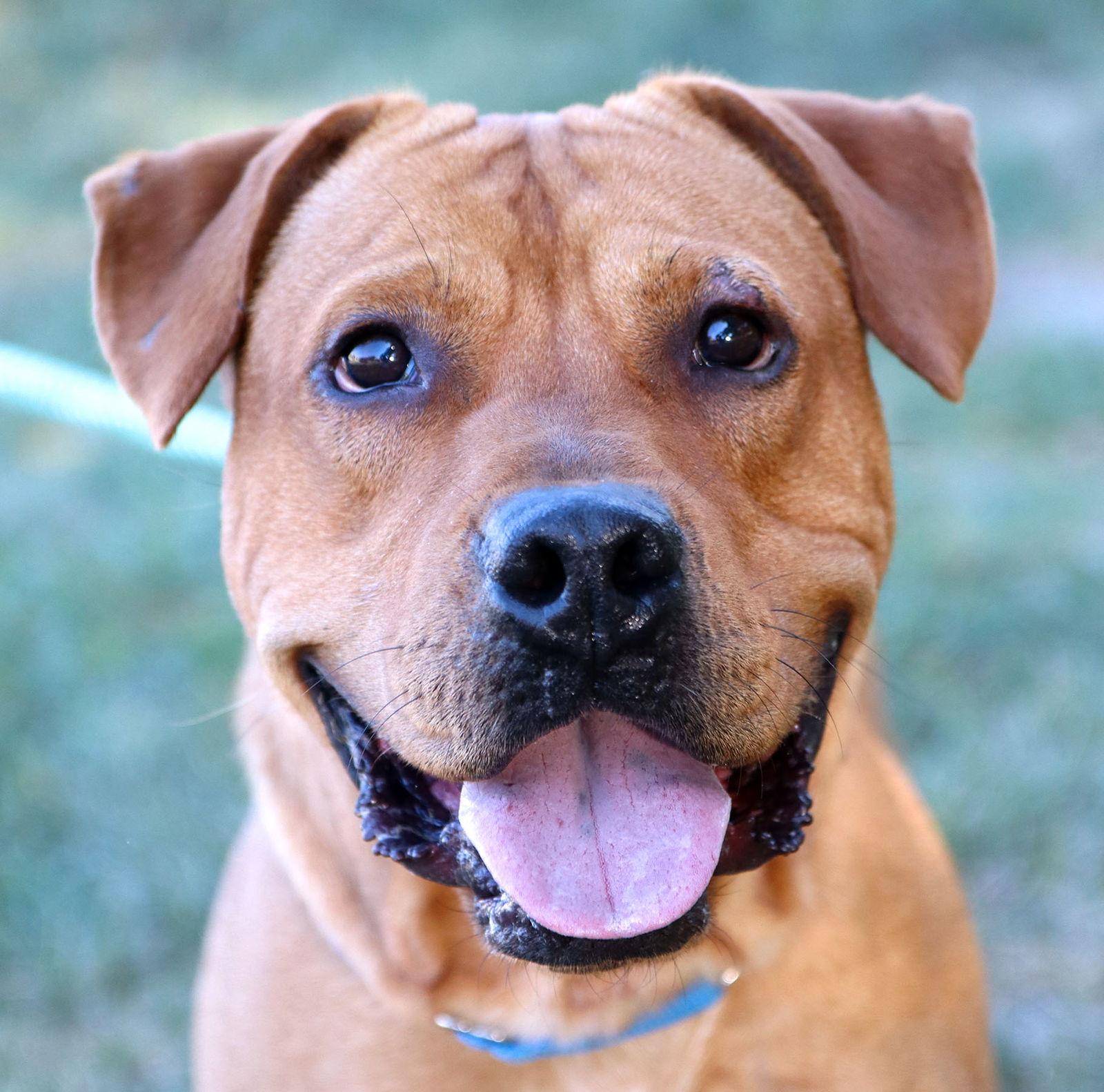Atticus, Adoptable, Adult Male Retriever & American Staffordshire Terrier.
