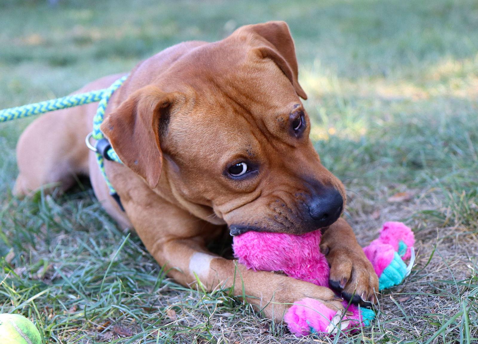 Atticus, Adoptable, Adult Male Labrador Retriever & American Staffordshire Terrier.