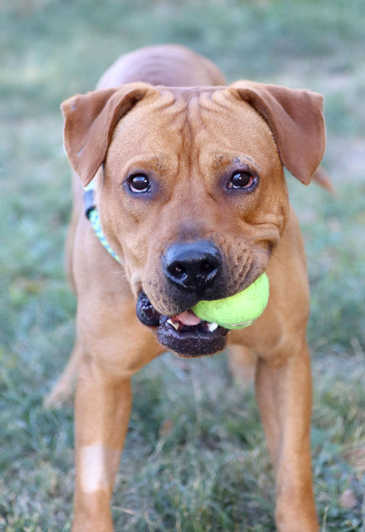 Atticus, an adoptable Bullmastiff in Kansas City, MO, 64114 | Photo Image 7