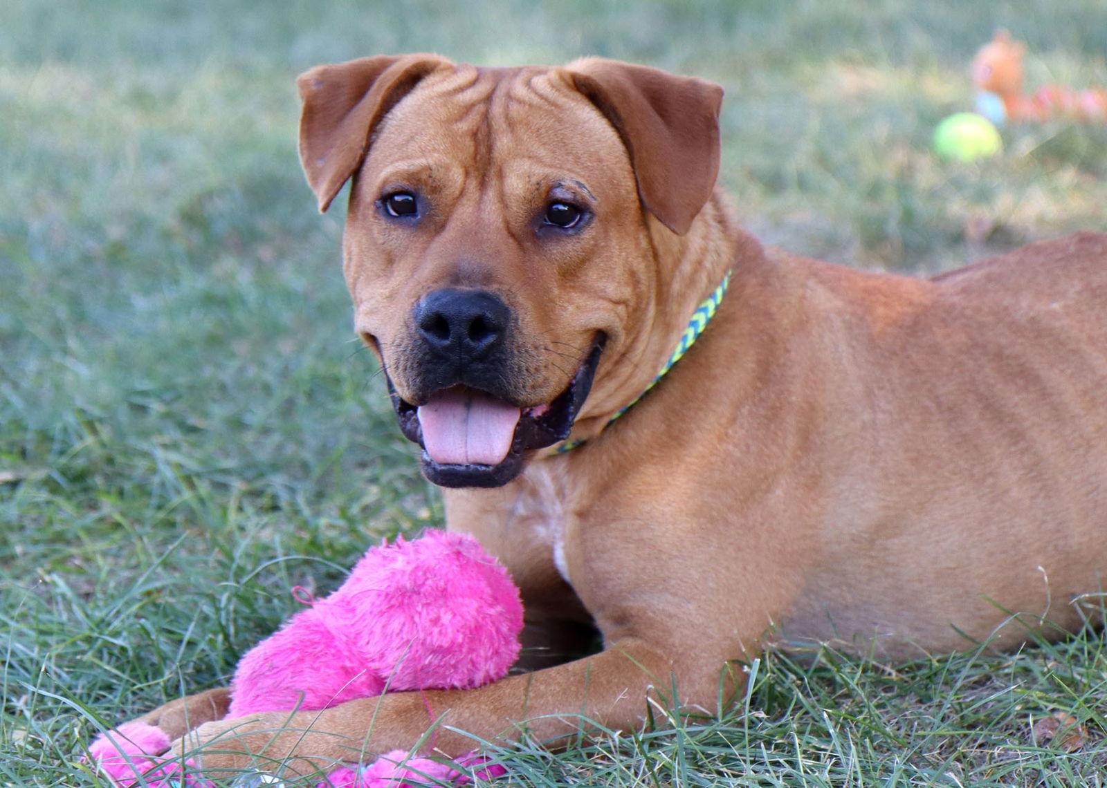 Enlarge Atticus, a Adoptable mixed breed in Kansas City, MO image 2/3